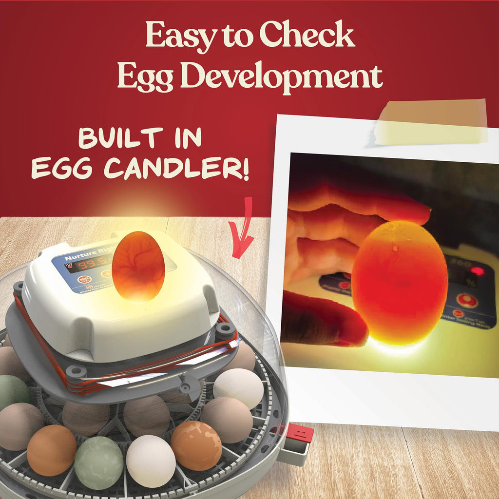 Nurture Right Egg Incubator with Auto Turner Holds 22 Eggs for Poultry Hatching and Family Farming